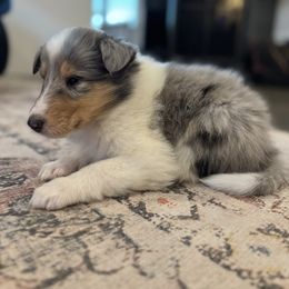 Balsam - Black white and tan male Collie puppy in Underwood, Indiana from Third Gen Collies