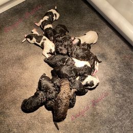 Poodle Puppies from Rosegold Poodles