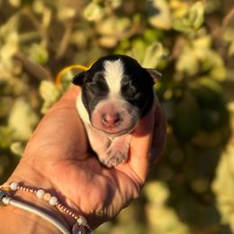 Yellow - Blue speckled female Australian Cattle Dog puppy in Sahuarita, Arizona from A2 Australian Cattle Dogs