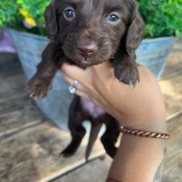 Chocolate girl one - Chocolate female Dachshund puppy in Payette, Idaho from NT Mini Doxies