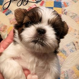 Jagger - Red and white male Shih Tzu puppy in Dallas, Texas from Heart and Soul Shih Tzu