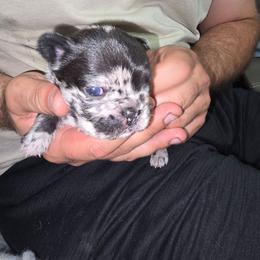Black merle male - Black male French Bulldog puppy in Summerville, Georgia from R&J Frenchie