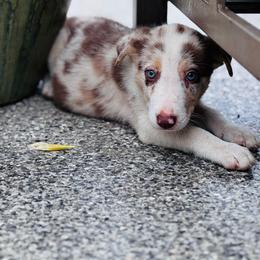 Boy 3 - red merle tri - Red merle male Border Collie puppy in Minden, Iowa from Rocking N Registered Border Collies & Labradors