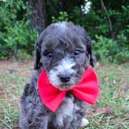 Conway Twitty - Blue merle male Bernedoodle puppy in Augusta, Georgia from Ivey's Poodles & Doodles