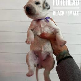 Forehead - White and black female Dalmatian puppy in Stanchfield, Minnesota from Darling Dalmatians