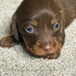Luna - Chocolate and tan female Dachshund puppy in Hardy, Arkansas from Tracy's Dachshunds