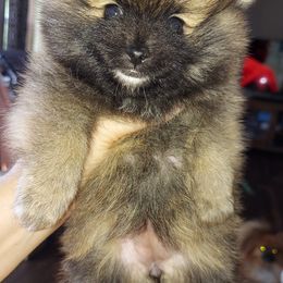 Pomeranians from Kudzu Kountry Kuddlies