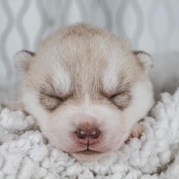Siberian Husky Puppies from North River Siberians