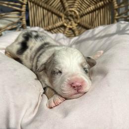 Lightning - Blue merle male Australian Shepherd puppy in Grants Pass, Oregon from Carmel Mountain Aussies