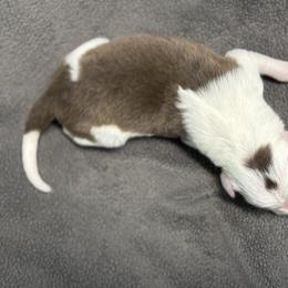 Male 1 - Red male Border Collie puppy in Oxford, Florida from RSR Border Collies