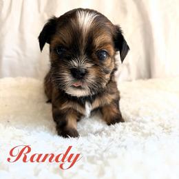 Randy - Red male Shih Tzu puppy in Hemet, California from Aloha Shih Tzu
