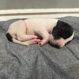 Oreo - Black and white female Great Dane puppy in Albuquerque, New Mexico from Legacy Danes