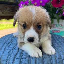 Big Red Boy love this boy - Red male Pembroke Welsh Corgi puppy in Blaine, Tennessee from Rose Brier Pembroke Welsh Corgis