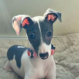 Italian Greyhounds from Italian Greyhounds of Frisco