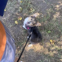 Emry - Pembroke Welsh Corgi