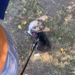 Emry - Pembroke Welsh Corgi