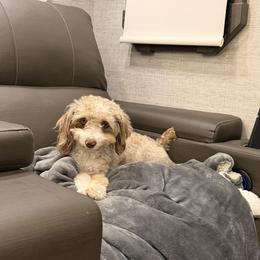 Aussiedoodle All Grown Up from All Dogs go to Heaven