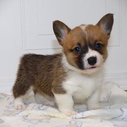 AKC Yellow ID Girl - Red female Pembroke Welsh Corgi puppy in Ash Flat, Arkansas from Arkansas Corgis