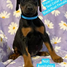 Teal Collar - Black and rust female Doberman Pinscher puppy in Lake City, Florida from Paintedcrazy Doberman Pinchers