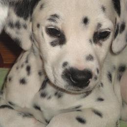 Dalmatians from Spotty Shenanigans Dalmatians