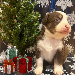 Miniature Australian Shepherd Puppies from Double “B” Cross Ranch