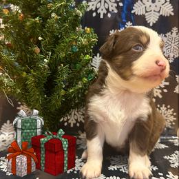 Miniature Australian Shepherd Puppies from Double “B” Cross Ranch