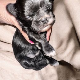Hallie - Black female Shih Tzu puppy in Phillipsburg, New Jersey from Debilyn’s Shih Tzu’s