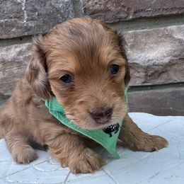Andy - Red male Dachshund puppy in Richmond, Virginia from Irresistible Dachshunds
