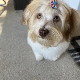 Havanese Puppies from Dean Supreme