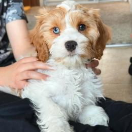 Jonathan - Red male Cavapoo puppy in Wamego, Kansas from Doodles of Oz