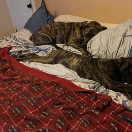 Boerboel All Grown Up from Romboel farm dogs