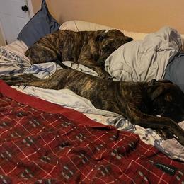 Boerboel All Grown Up from Romboel farm dogs