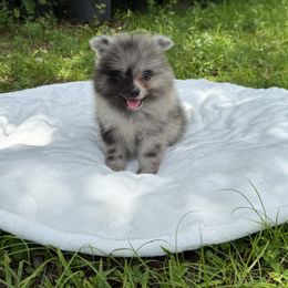 Blue - Blue merle male Pomeranian puppy in North Naples, Florida from Moon Ranch Puppies