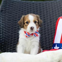 WINONA RYDER - White and red female Nederlandse Kooikerhondje puppy in Gainesville, Florida from Ambermoon Kooikerhondje Blackamber Greater Swiss Mountain Dogs
