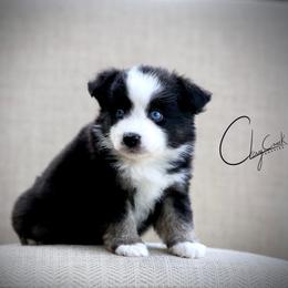 Frank's RedHot - Black tri male Miniature Australian Shepherd puppy in Prague, Oklahoma from Clay Creek Aussies
