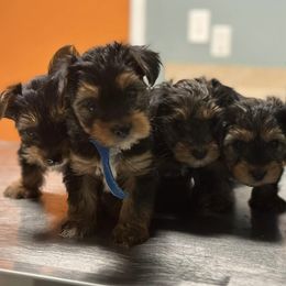Yorkshire Terriers from Yorkies By Si
