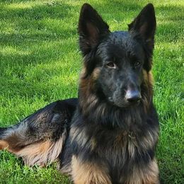 German Shepherds from Bunkerhill Shepherds