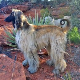 Afghan Hounds from Shining Mountain Afghan Hounds