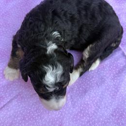 Bernedoodle Puppies from Bernedoodles of Kentucky