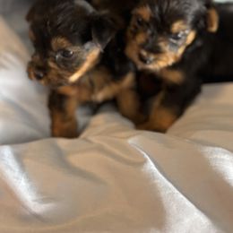 Morkie and Yorkshire Terrier Puppies from DEJAVU PUPS