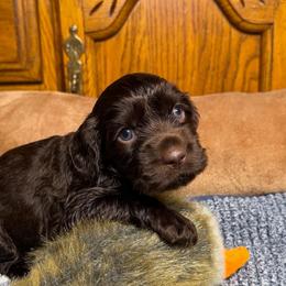 Mia's boy - Chocolate male Boykin Spaniel puppy in Van Buren, Arkansas from Arklahoma Boykins