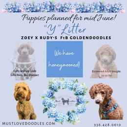 Goldendoodle puppies from Must Love Doodles