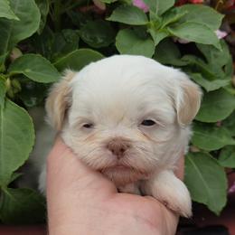White Girl - Cream and white female Shih Tzu puppy in Vinita, Oklahoma from Locust Creek Shih Tzu & Havanese