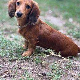 Jules - Dachshund