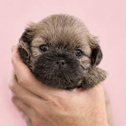 Larkin - Lilac female Shih Tzu puppy in Tallahassee, Florida from Bows and Bow Ties