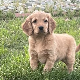 Girl 2 - Red  Goldendoodle puppy in Anderson, California from Sunshine Country Doodles