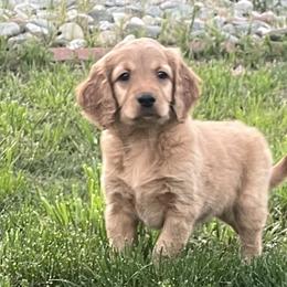 Girl 2 - Red  Goldendoodle puppy in Anderson, California from Sunshine Country Doodles