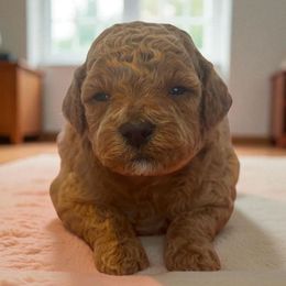 Shenseea - Red  female Poodle puppy in Davie, Florida from Dave Poodles