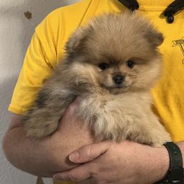 Pomeranian Puppies from Twistedly Sweet Poms