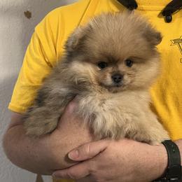 Pomeranian Puppies from Twistedly Sweet Poms